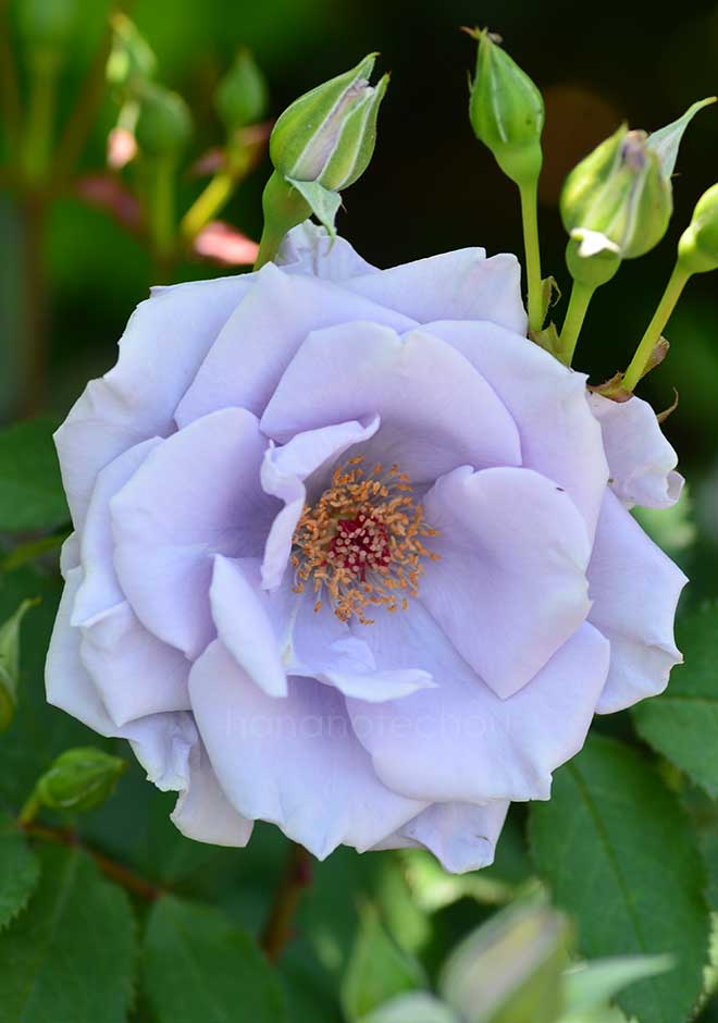 バラ オンディーナ|花の手帖の薔薇図鑑