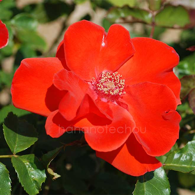 バラ オレンジ バニー|花の手帖の薔薇図鑑