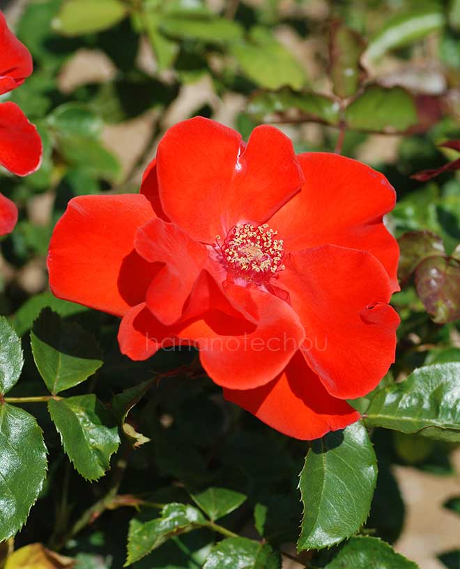 バラ オレンジ バニー｜花の手帖の薔薇図鑑