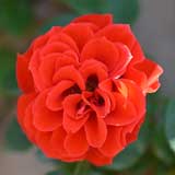 バラ つる オレンジ メイアンディナ｜花の手帖の薔薇図鑑