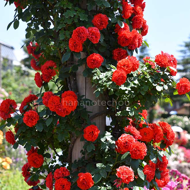 バラ つる オレンジ メイアンディナ|花の手帖の薔薇図鑑