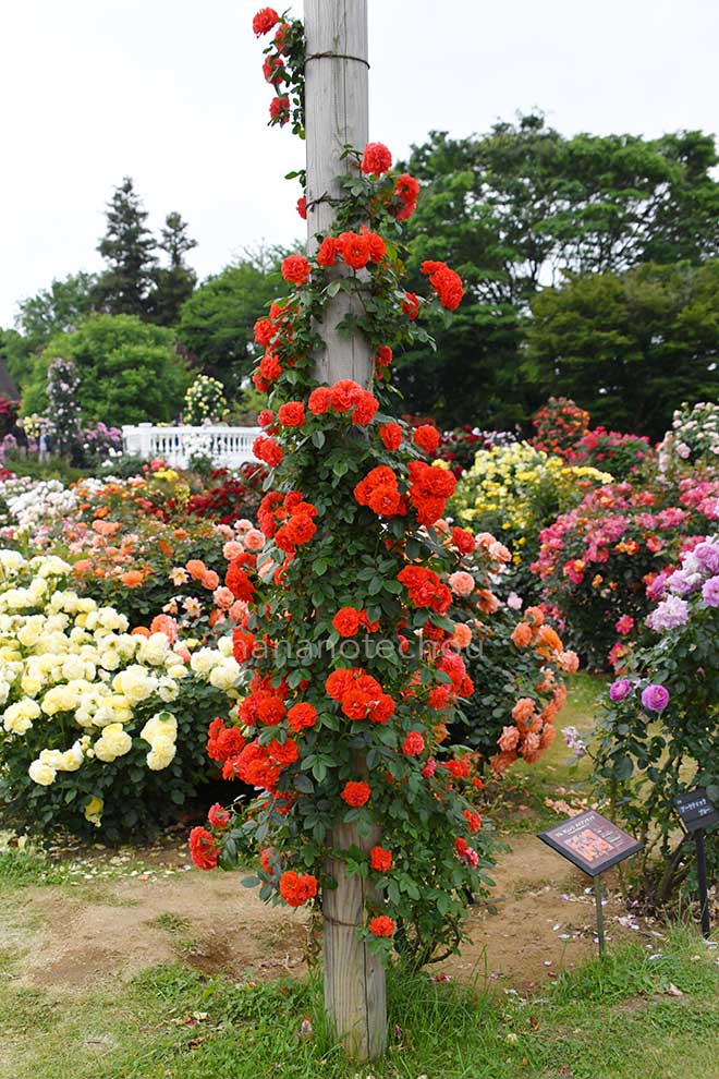 バラ つる オレンジ メイアンディナ|花の手帖の薔薇図鑑