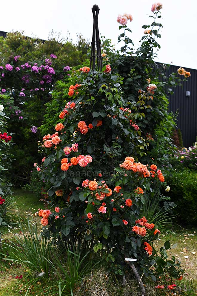 バラ オランジェリー｜花の手帖の薔薇図鑑