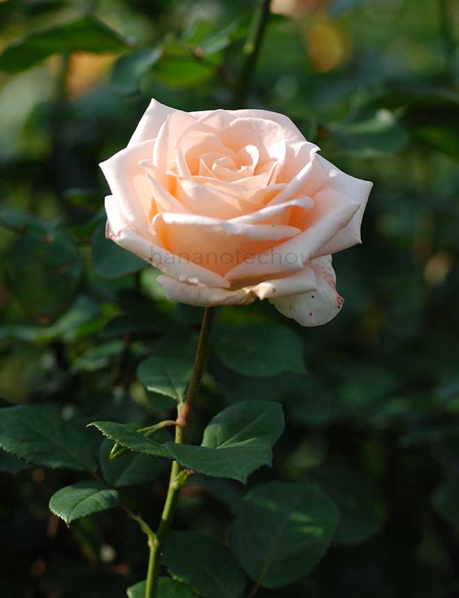 バラ オジアーナ｜花の手帖の薔薇図鑑