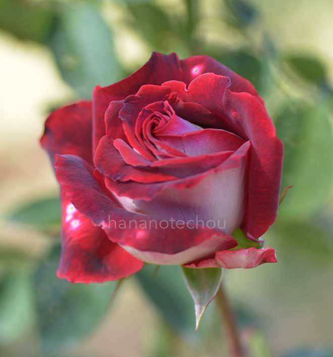 バラ オジリア｜花の手帖の薔薇図鑑