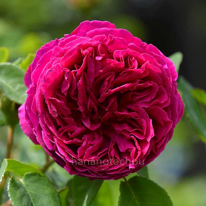 バラ オセロ｜花の手帖の薔薇図鑑