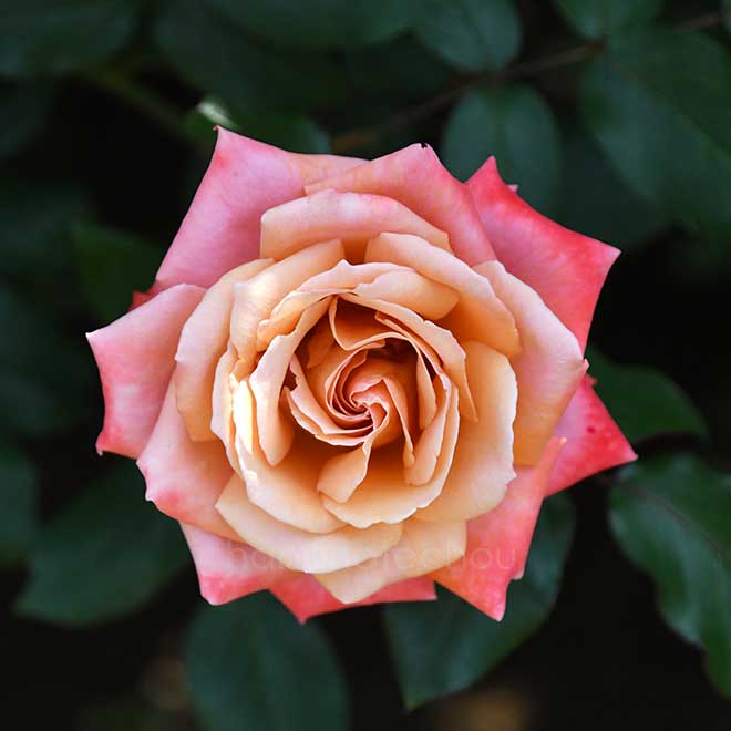 バラ 王朝|花の手帖の薔薇図鑑