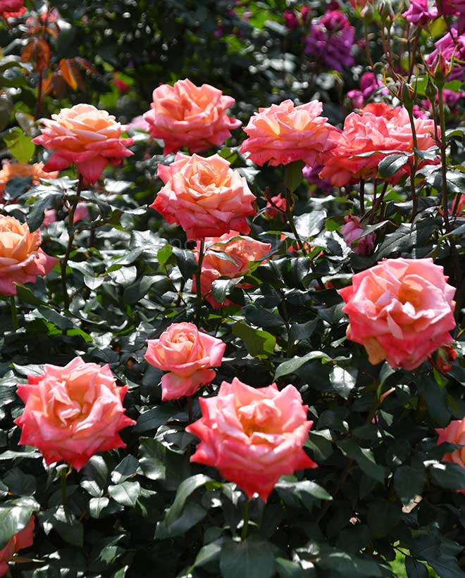 バラ 王朝|花の手帖の薔薇図鑑