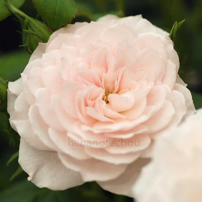 バラ アワ ベス｜花の手帖の薔薇図鑑