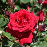 バラ アンクルウォルター|花の手帖の薔薇図鑑