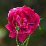 バラ |花の手帖の薔薇図鑑