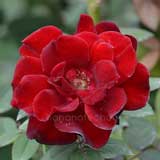 バラ バルカロール |花の手帖の薔薇図鑑