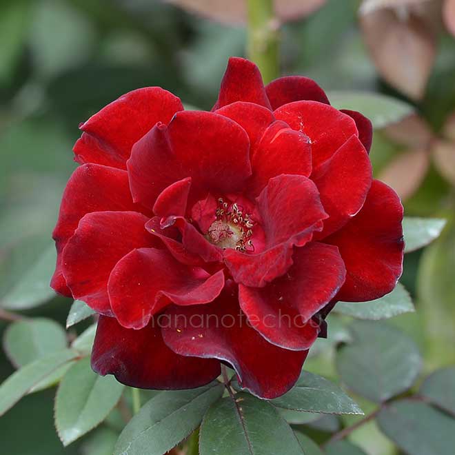 バラ バルカロール|花の手帖の薔薇図鑑