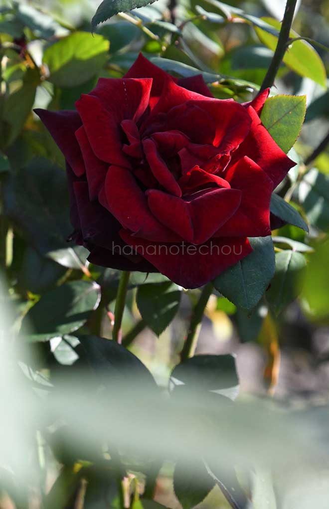 バラ バルカロール|花の手帖の薔薇図鑑