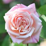 バラ バロン アンリエット ドゥ スノワ|花の手帖の薔薇図鑑