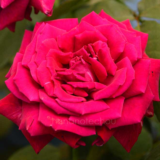 バラ ｜花の手帖の薔薇図鑑