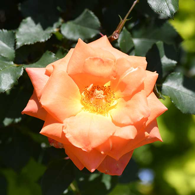 バラ ベッティーナ｜花の手帖の薔薇図鑑