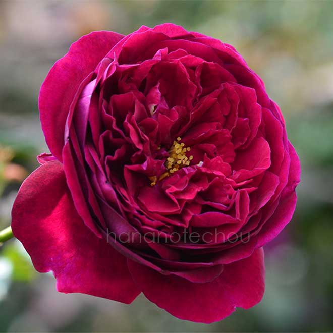 バラ ブラックベリーニップ|花の手帖の薔薇図鑑