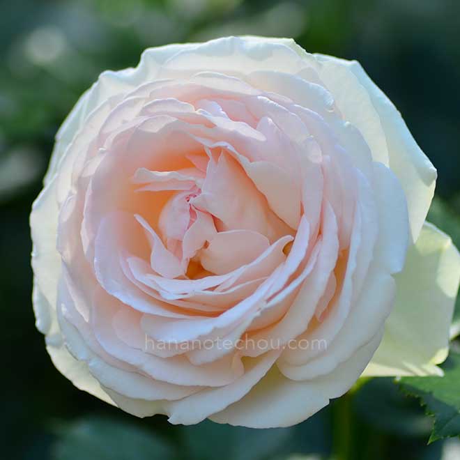 バラ ブラン ピエール ドゥ ロンサール|花の手帖の薔薇図鑑