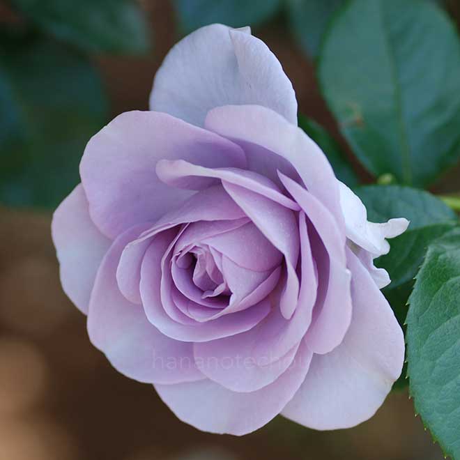 バラ ブルー バユー｜花の手帖の薔薇図鑑