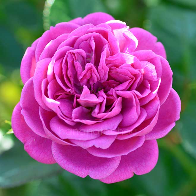 バラ ブルー ボーイ｜花の手帖の薔薇図鑑