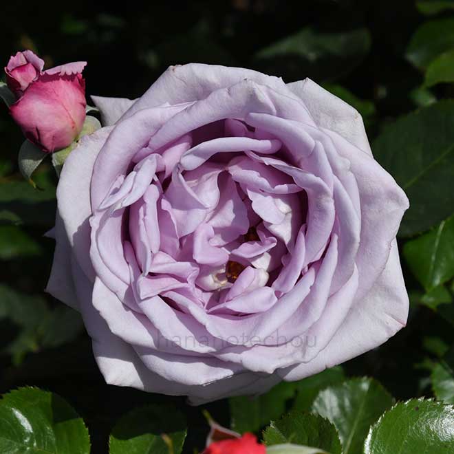 バラ つる ブルームーン｜花の手帖の薔薇図鑑