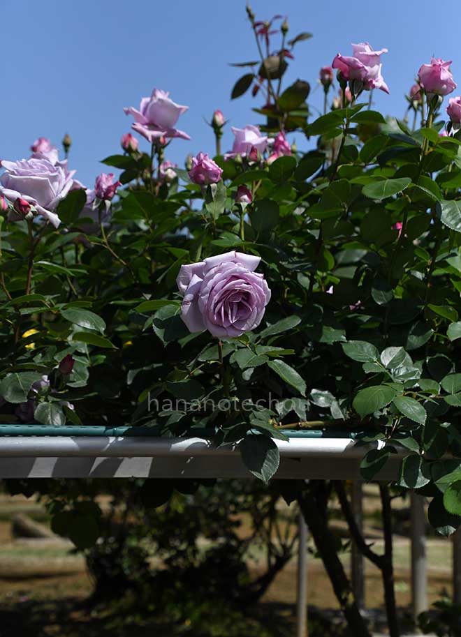 バラ つる ブルームーン｜花の手帖の薔薇図鑑