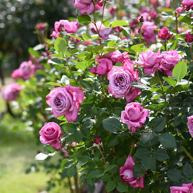 バラ ブルー パフューム|花の手帖の薔薇図鑑