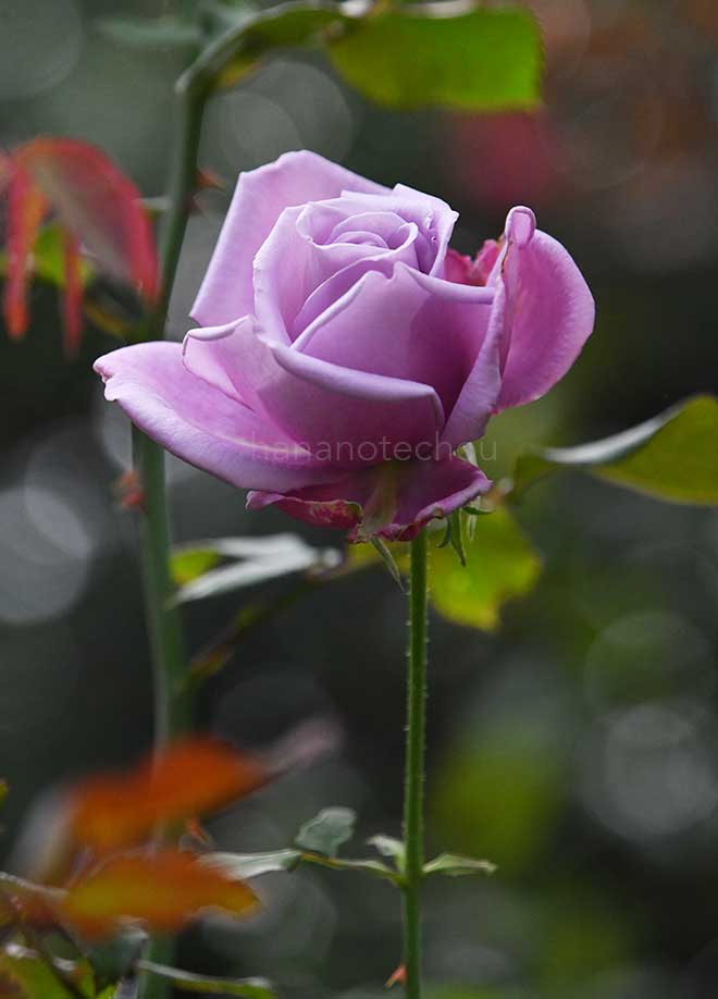 バラ ブルーピリオド｜花の手帖の薔薇図鑑