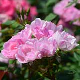 バラ ブラッシングノック アウト｜花の手帖の薔薇図鑑