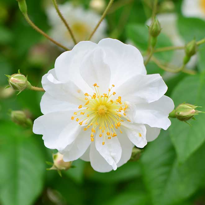 バラ ボビー ジェームズ|花の手帖の薔薇図鑑