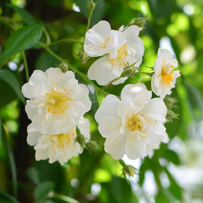 バラ ボビー ジェームズ|花の手帖の薔薇図鑑