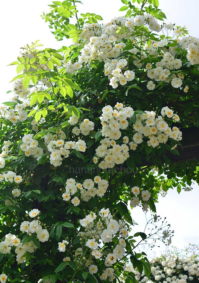 バラ ボビー ジェームズ|花の手帖の薔薇図鑑