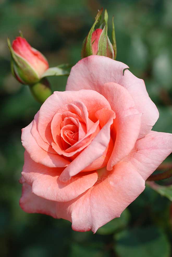 バラ ファバージェ｜花の手帖の薔薇図鑑