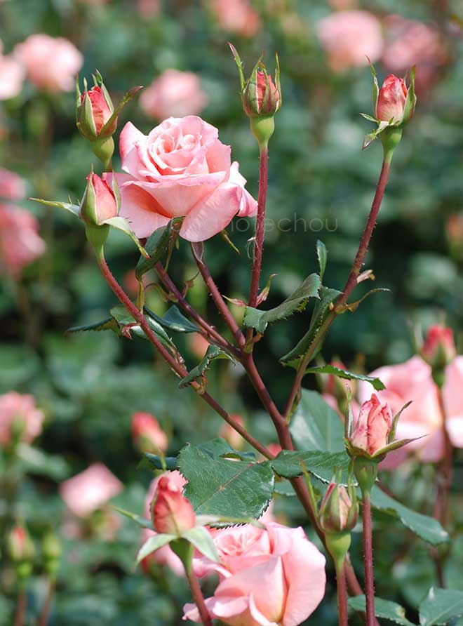 バラ ファバージェ｜花の手帖の薔薇図鑑