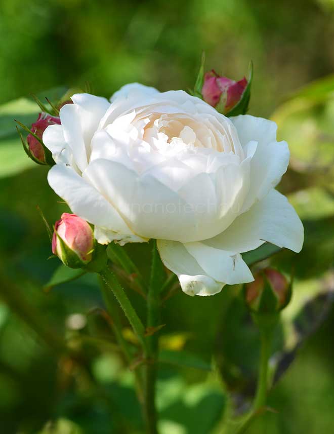 バラ フェアー ビアンカ｜花の手帖の薔薇図鑑
