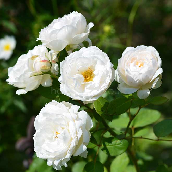 バラ フェアー ビアンカ｜花の手帖の薔薇図鑑