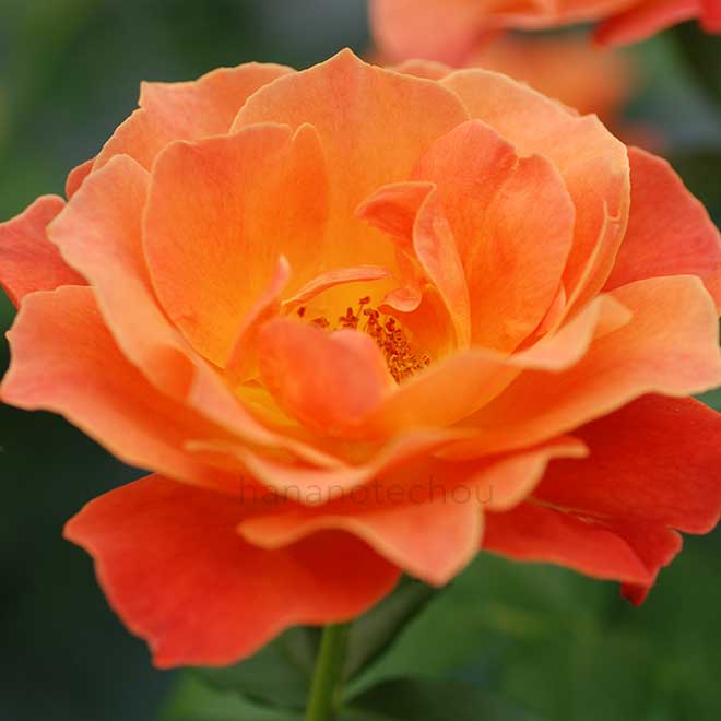 バラ フェローシップ|花の手帖の薔薇図鑑