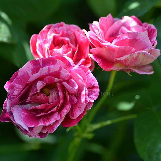 バラ フェルディナンド ピシャール｜花の手帖の薔薇図鑑
