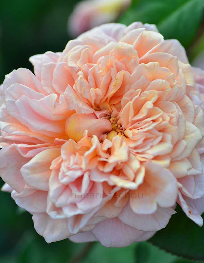 バラ フェスティバル デ ジャルダン ドゥ ショーモン｜花の手帖の薔薇図鑑