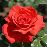 バラ フィデリオ|花の手帖の薔薇図鑑