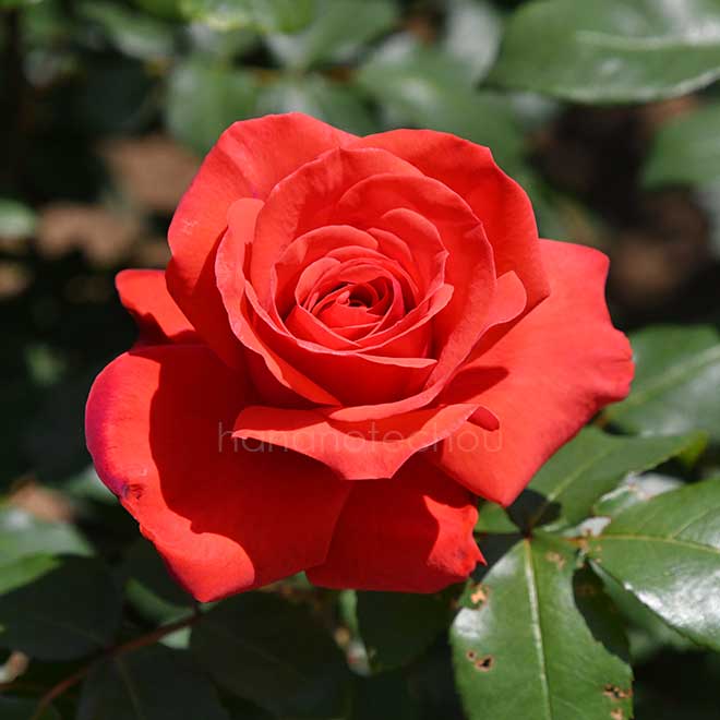 バラ フィデリオ｜花の手帖の薔薇図鑑