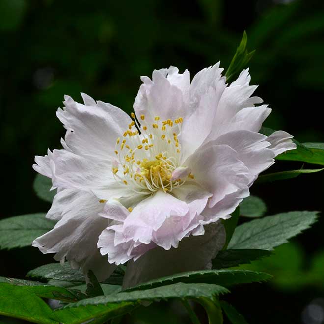 バラ フィンブリアータ｜花の手帖の薔薇図鑑