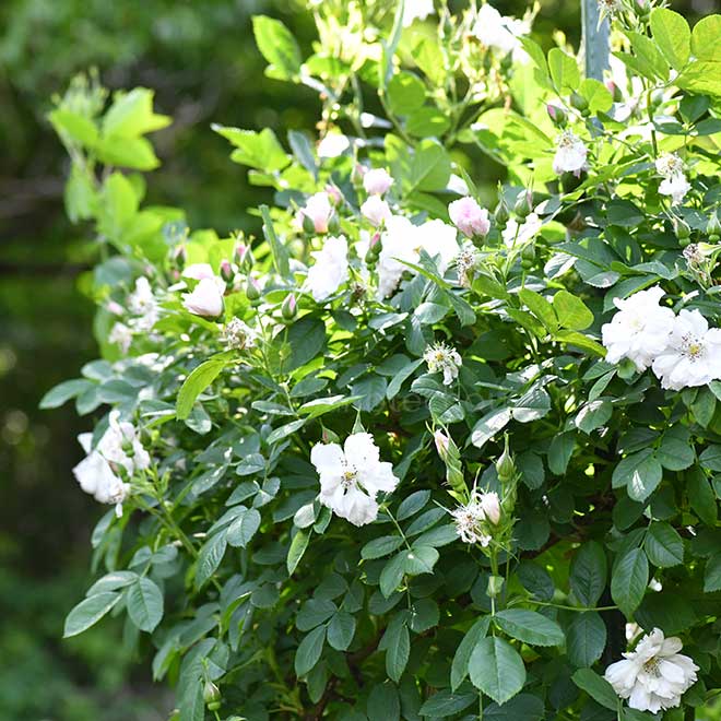 バラ フィンブリアータ｜花の手帖の薔薇図鑑