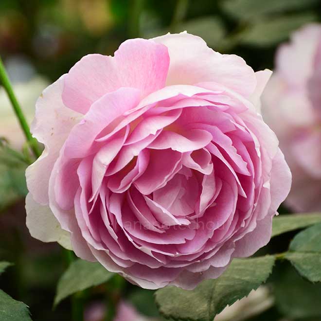 バラ |花の手帖の薔薇図鑑