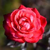 バラ ファイヤーグロー｜花の手帖の薔薇図鑑