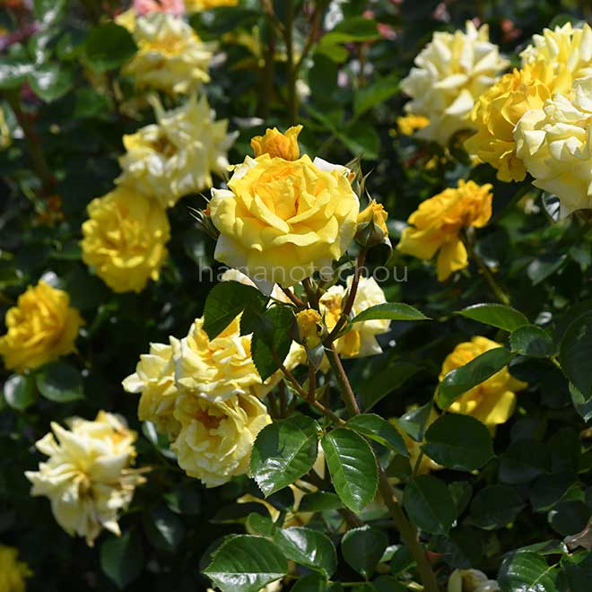 バラ ファースト インプレッション｜花の手帖の薔薇図鑑