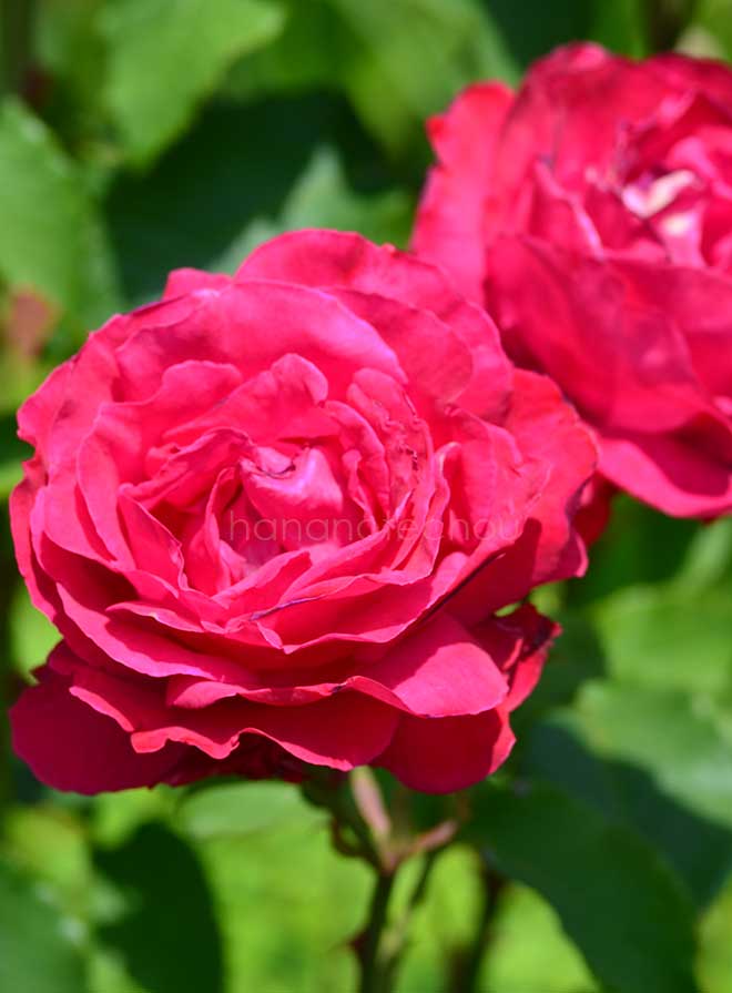 バラ フォーゴットン ドリームス
|花の手帖の薔薇図鑑