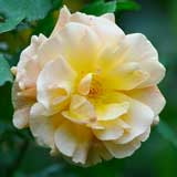 バラ フレグラントドリーム|花の手帖の薔薇図鑑