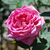 バラ フラグラントレディ|花の手帖の薔薇図鑑